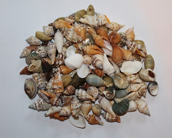 Muschelmix mit kleinen Muscheln 1-3 cm